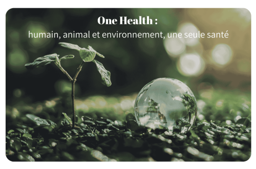 One Health : une approche reliant santé humaine, animale et environnementale