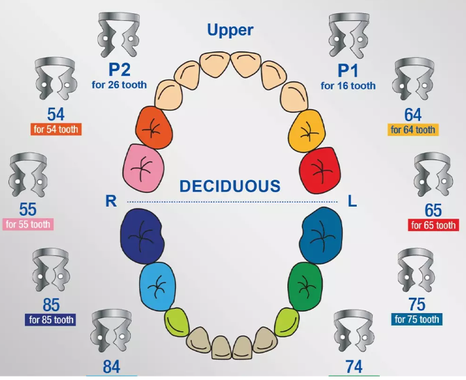 TOR VM Deciduous Clamps | DentaCarts | Dental Cart