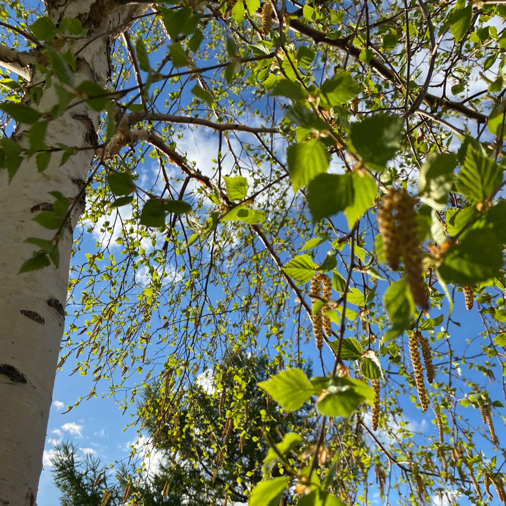 Обложка песни ИИ: Мелодия леса