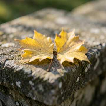 Обложка: Осенняя клятва