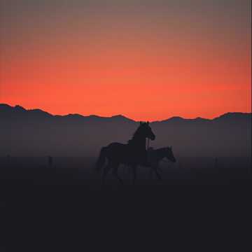 Обложка: Белая лошадь в