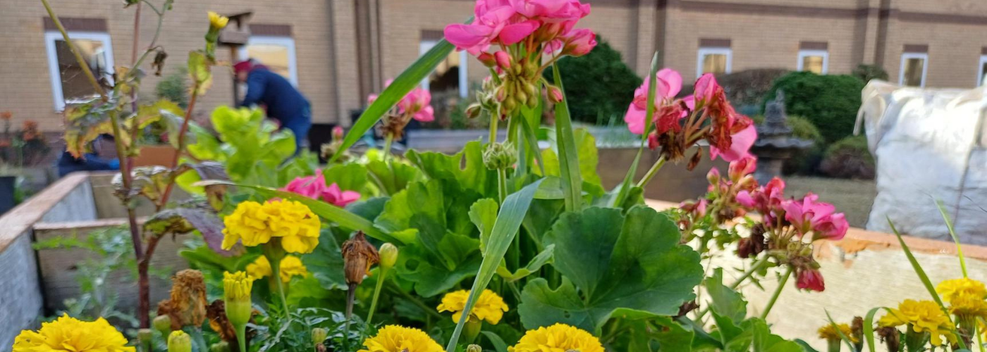 Pink and yellow flowers in a plant pot