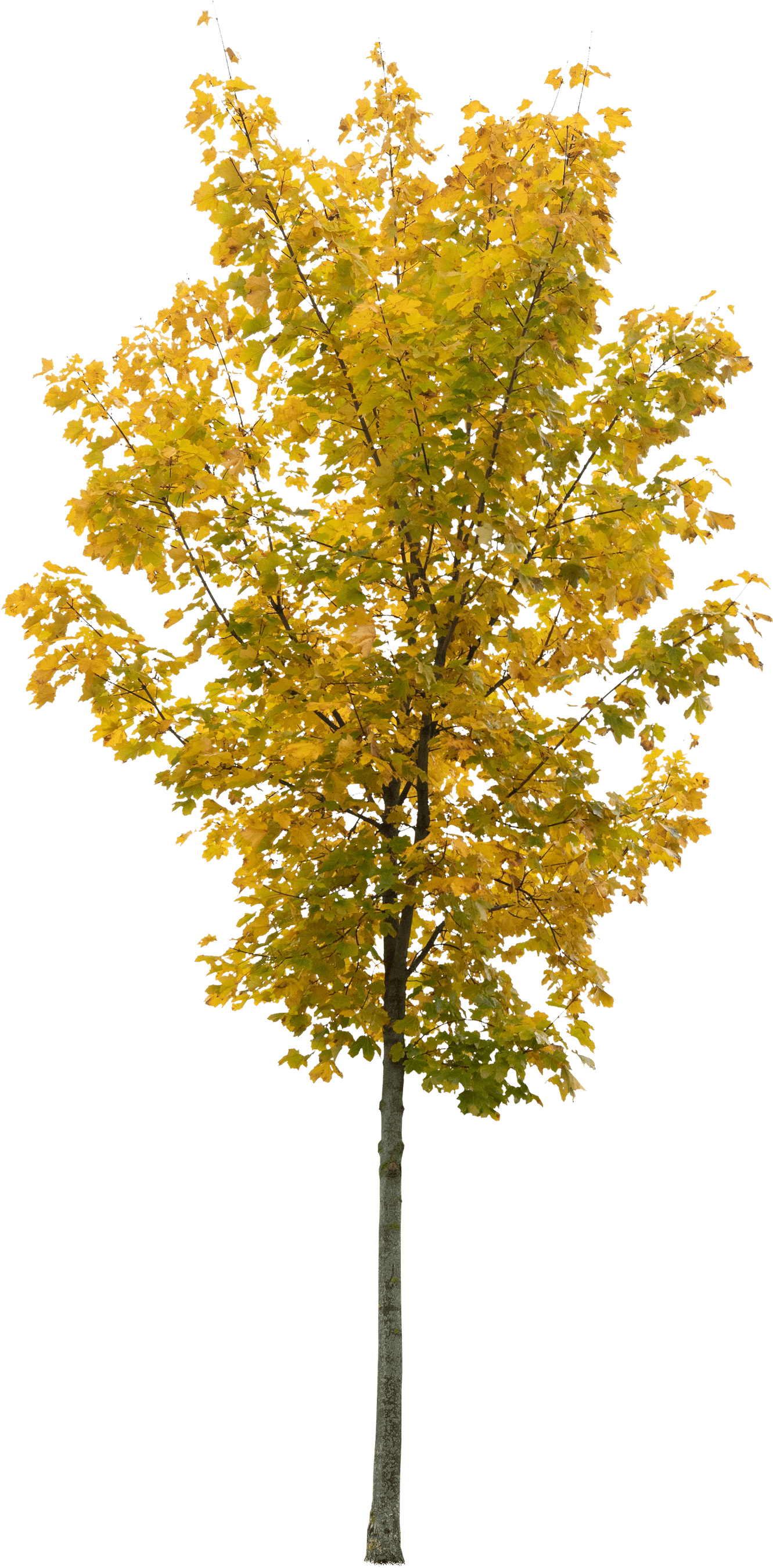 Acers have striking autumn colours