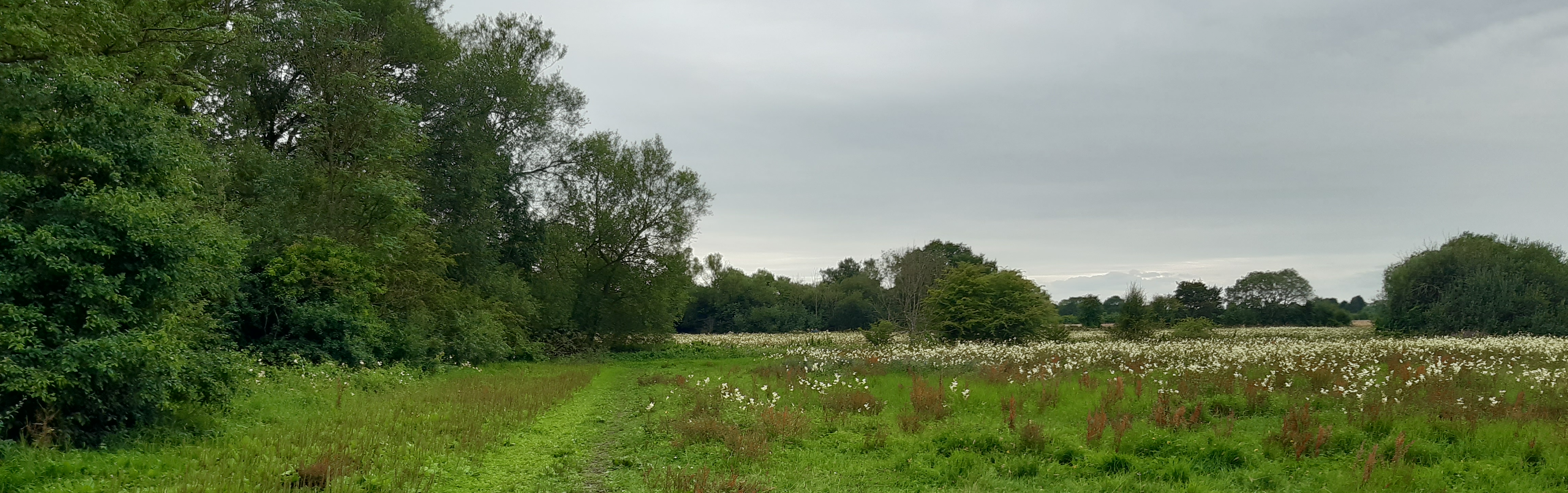 Path through field