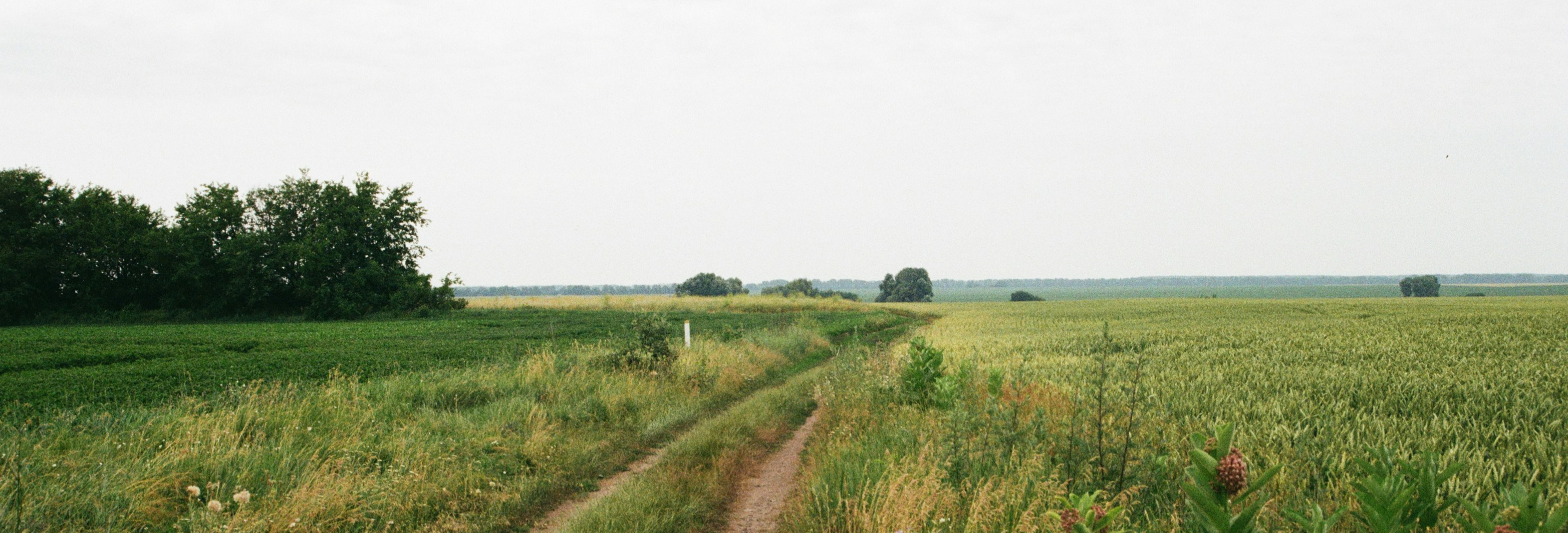 Path through field
