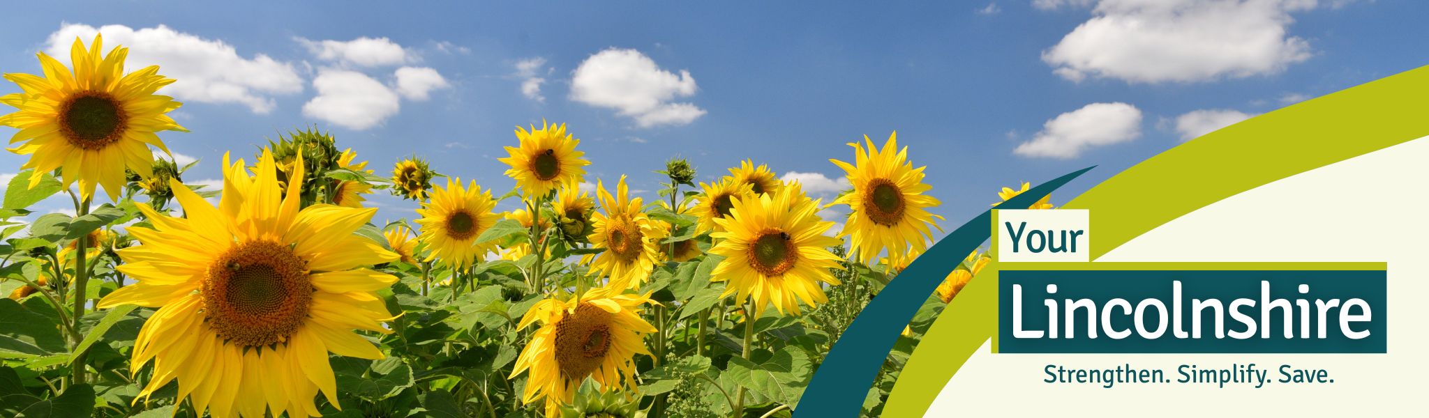 A picture of sunflowers growing in Lincolnshire with the Your Lincolnshire logo