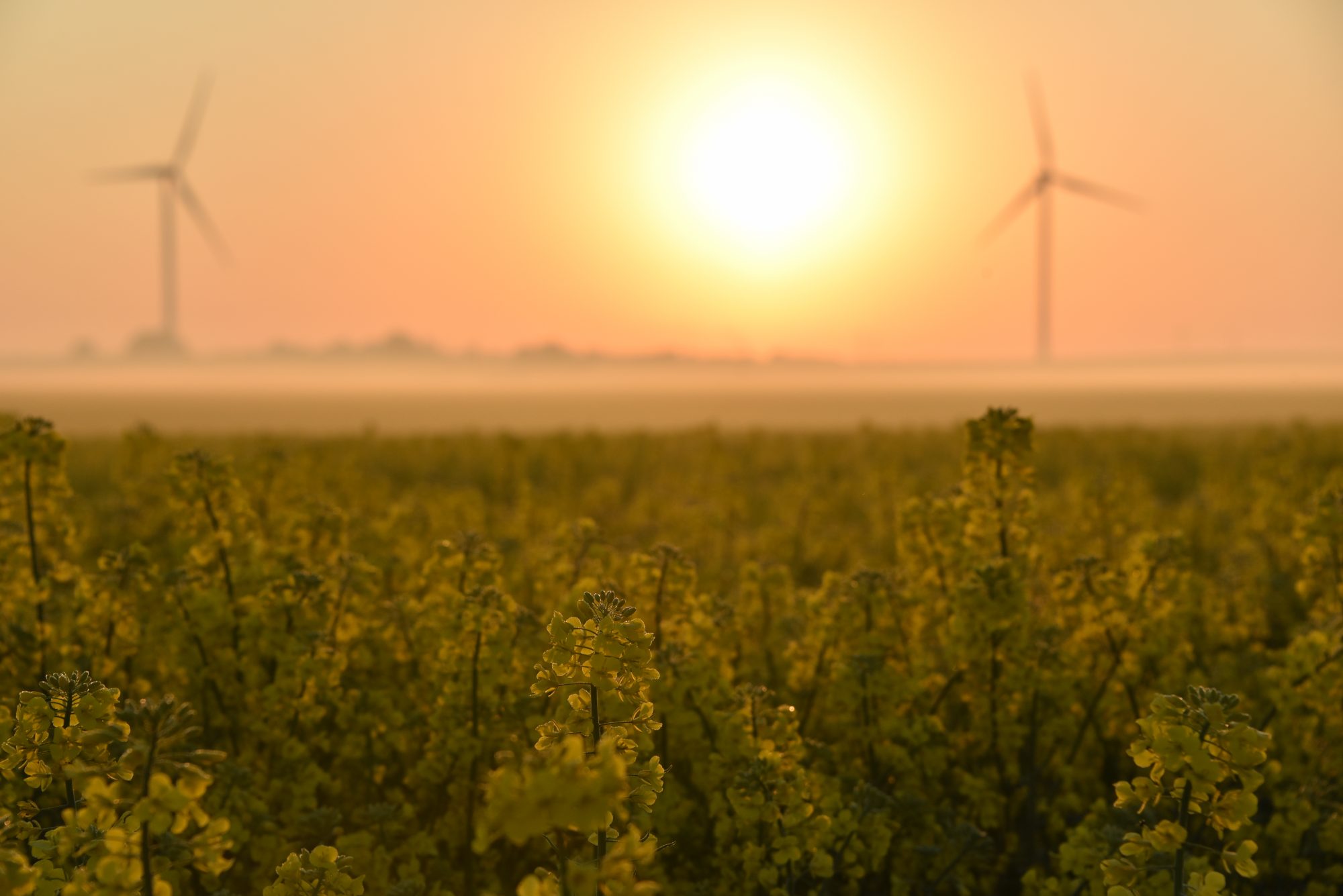 Wind turbines in green landscape fields