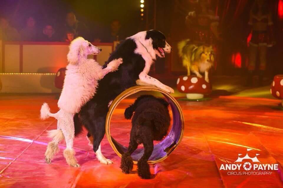 CIRCUS International in Oradea