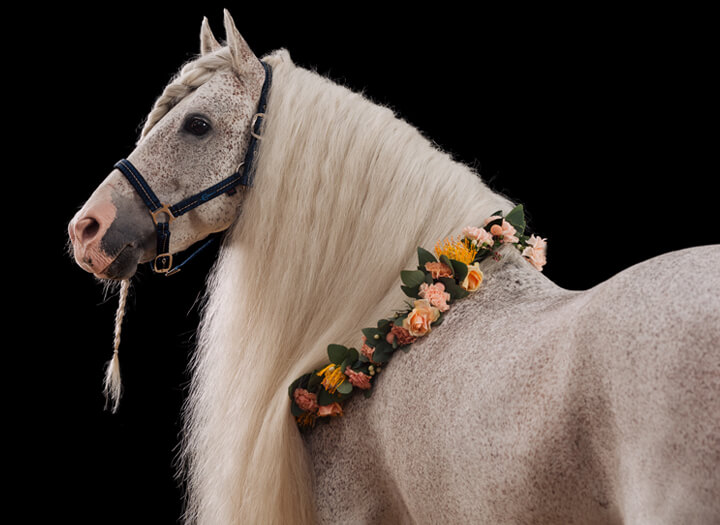 Carriage Ride at La Salina Wine Cellar