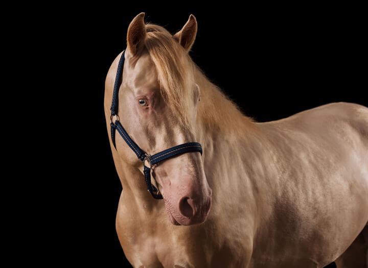 Carriage Ride at La Salina Wine Cellar