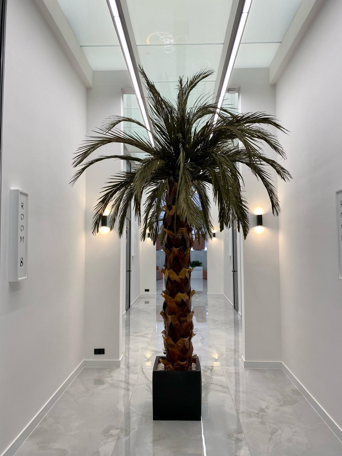 Palmboom-aesthetic-beauty-center