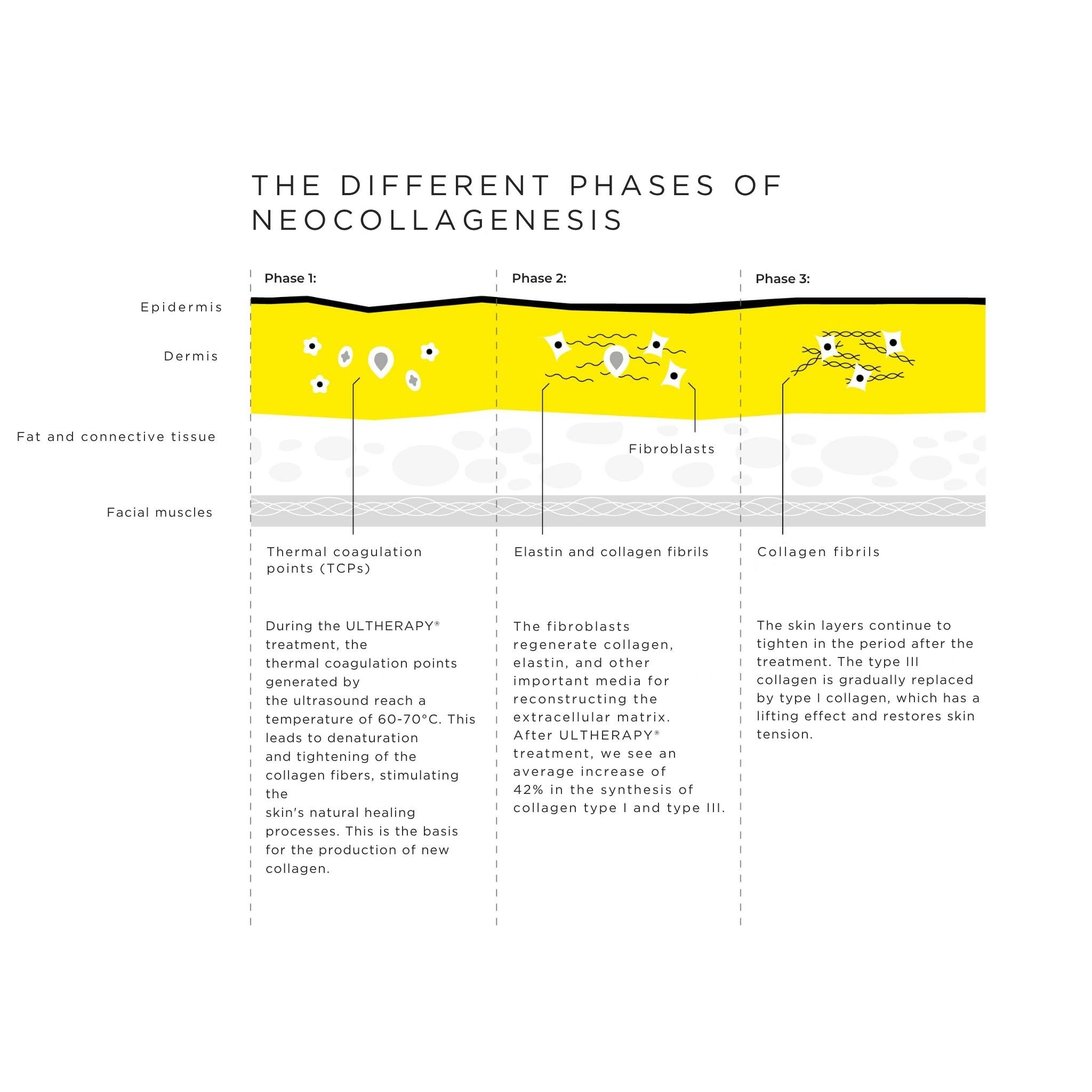 The Collagen Force