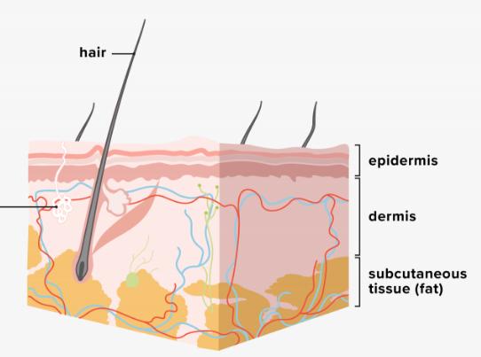 Profhilo Structura restaure votre peau de l’intérieur