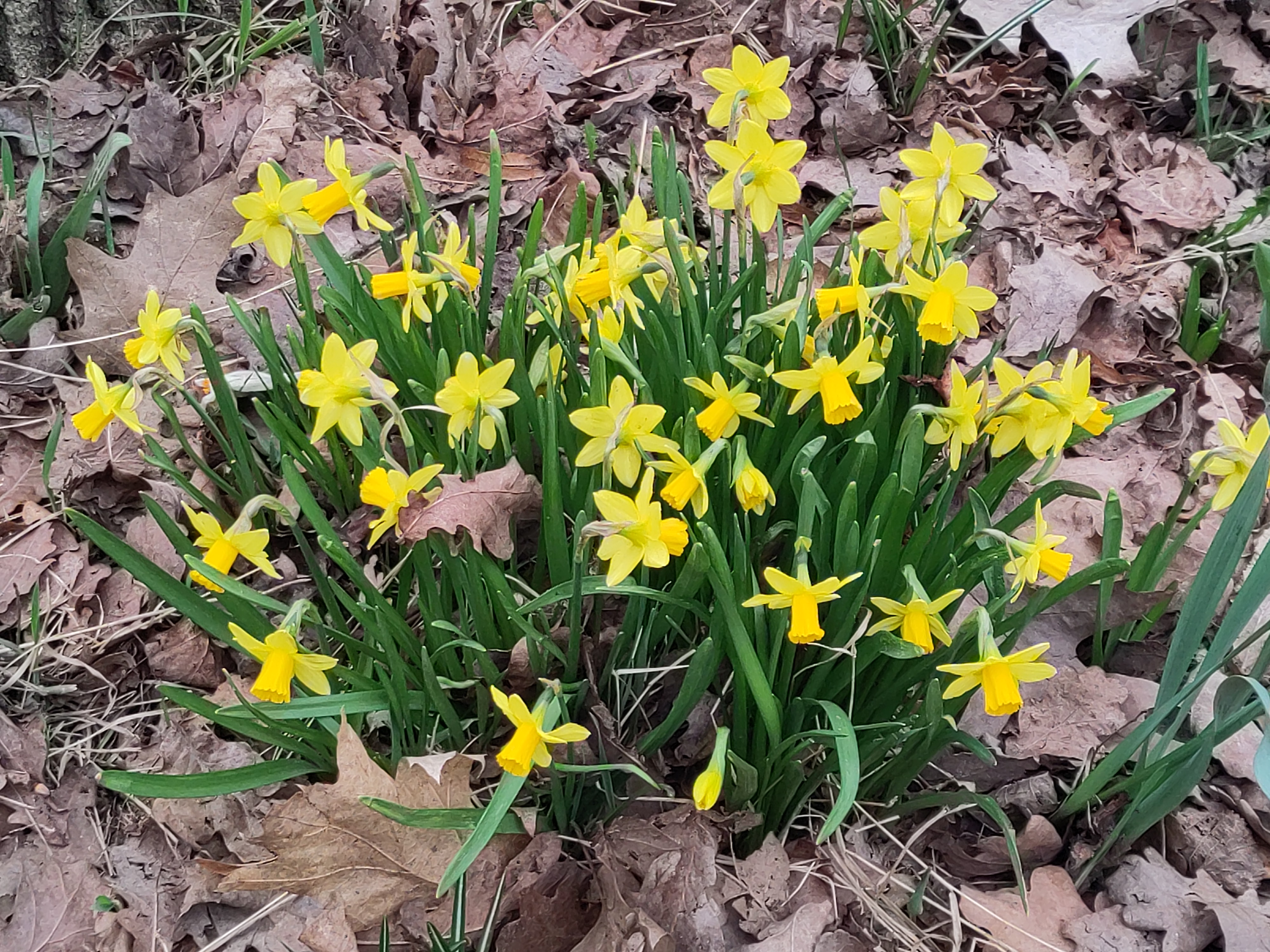 Header des Rundbriefes