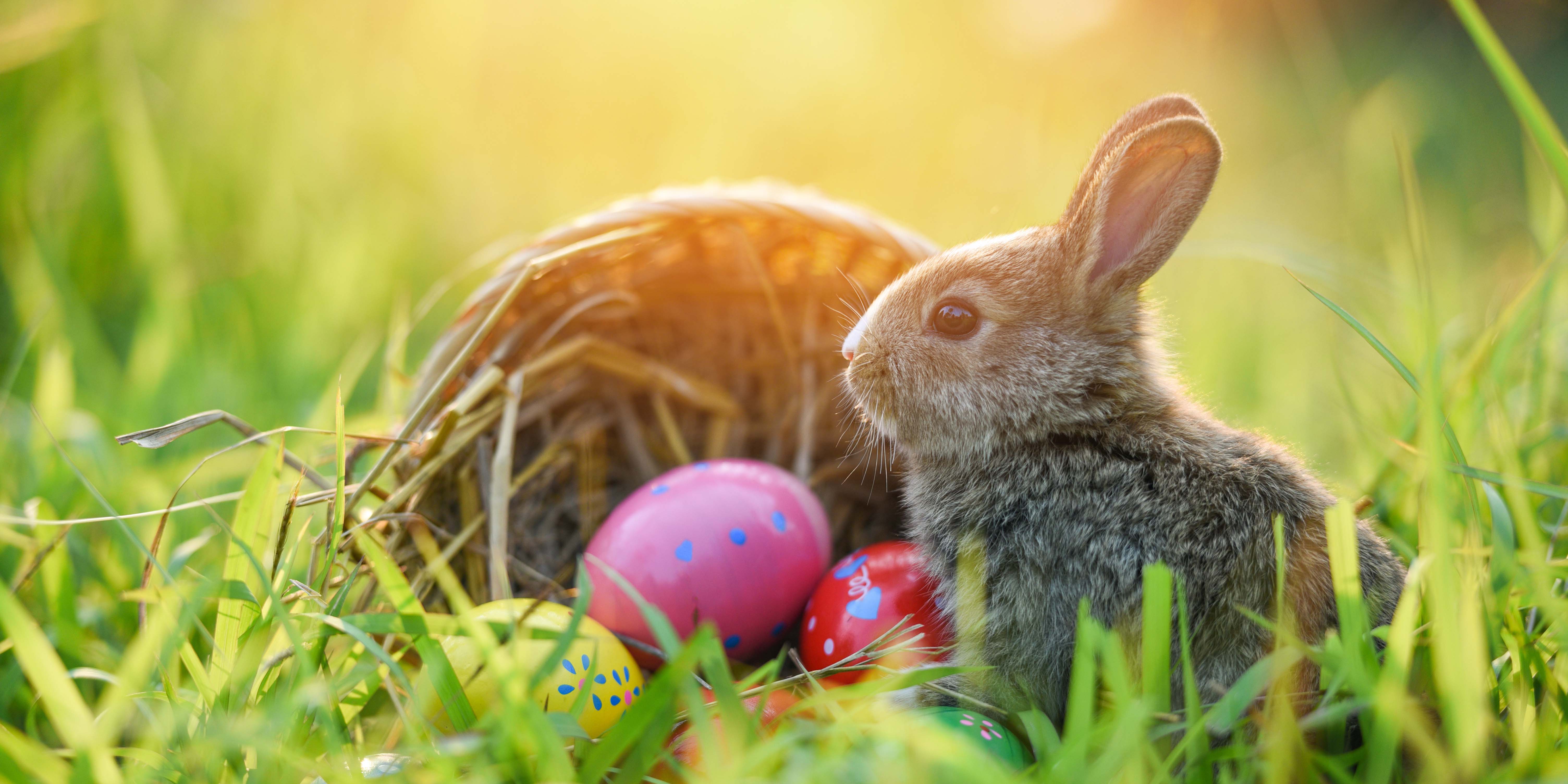 Osterhase vor Nest im Gras