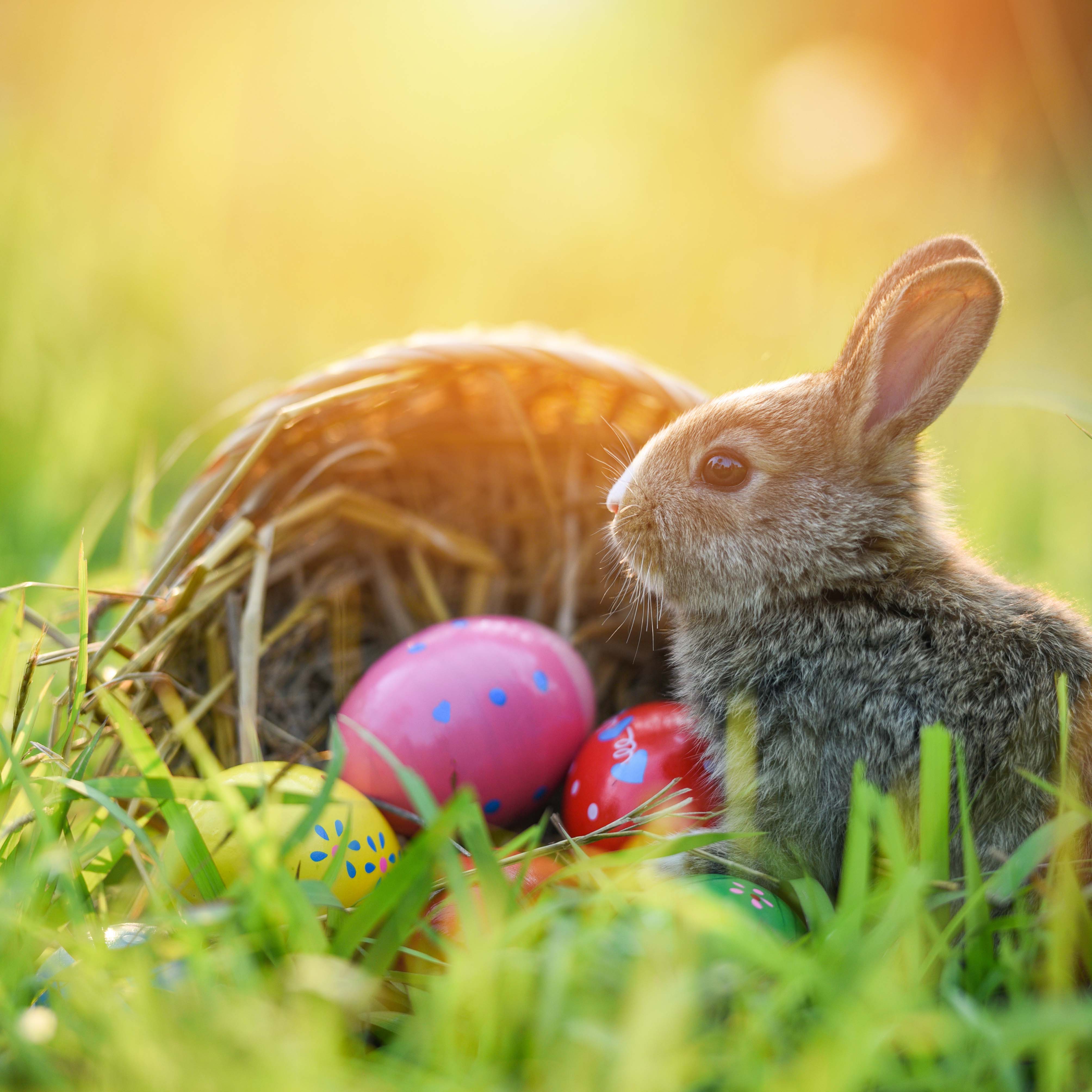 Osterhase vor Eiernest