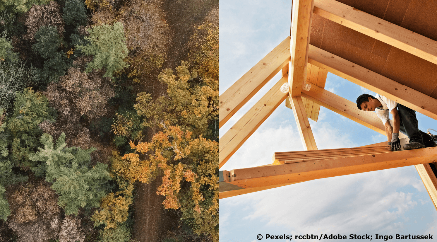 Rohstoff Holz - Vom Wald ins Dach. Bildrechte: (c)Pexels; rccbtn/AdobeStock; Ingo Bartussek