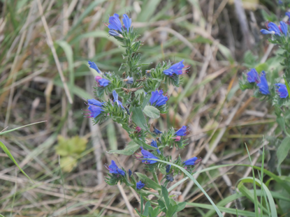 ©MisterMoeter_pixabay