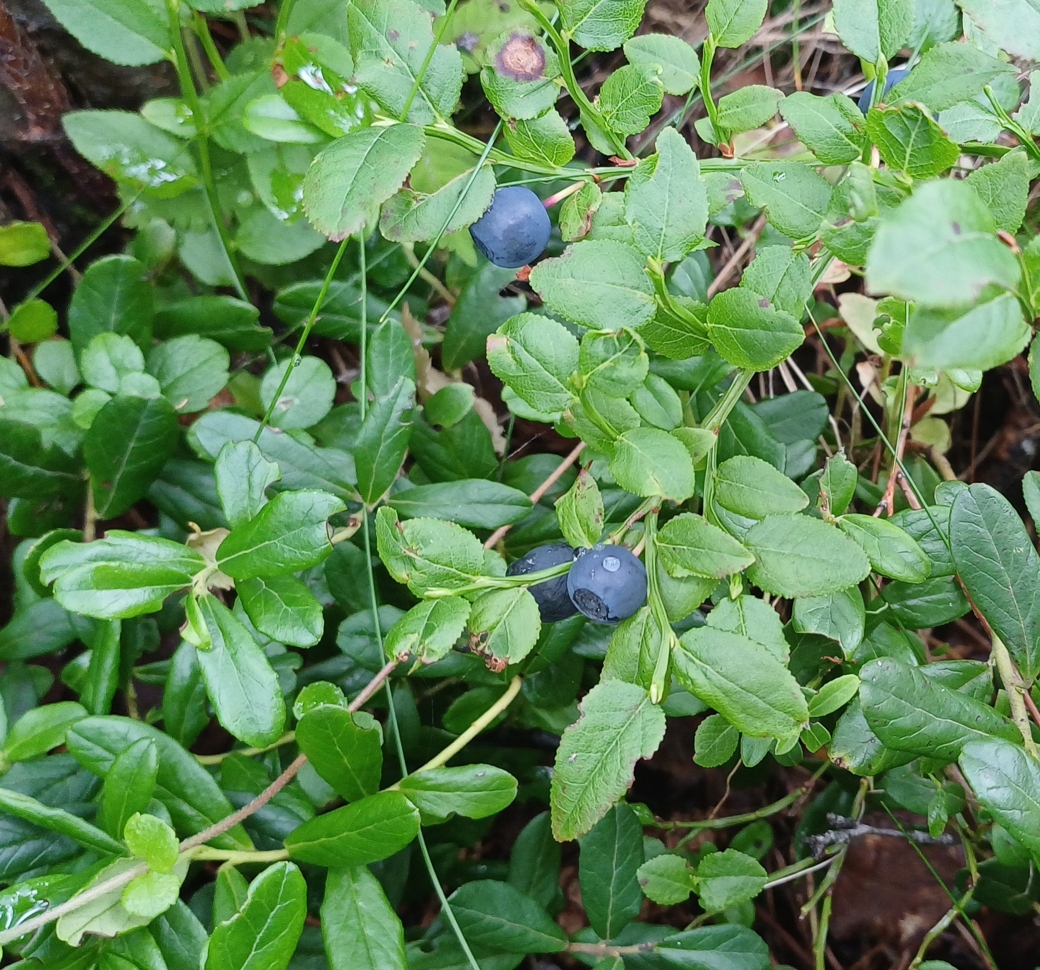 190 pixel image width