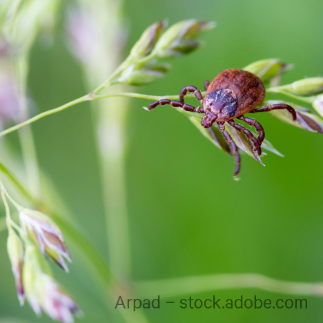 Infektionskrankheiten