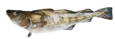 Kabeljau