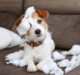 Hund liegt auf dem Sofa und hat scheinbar ein Kissen zerpflückt