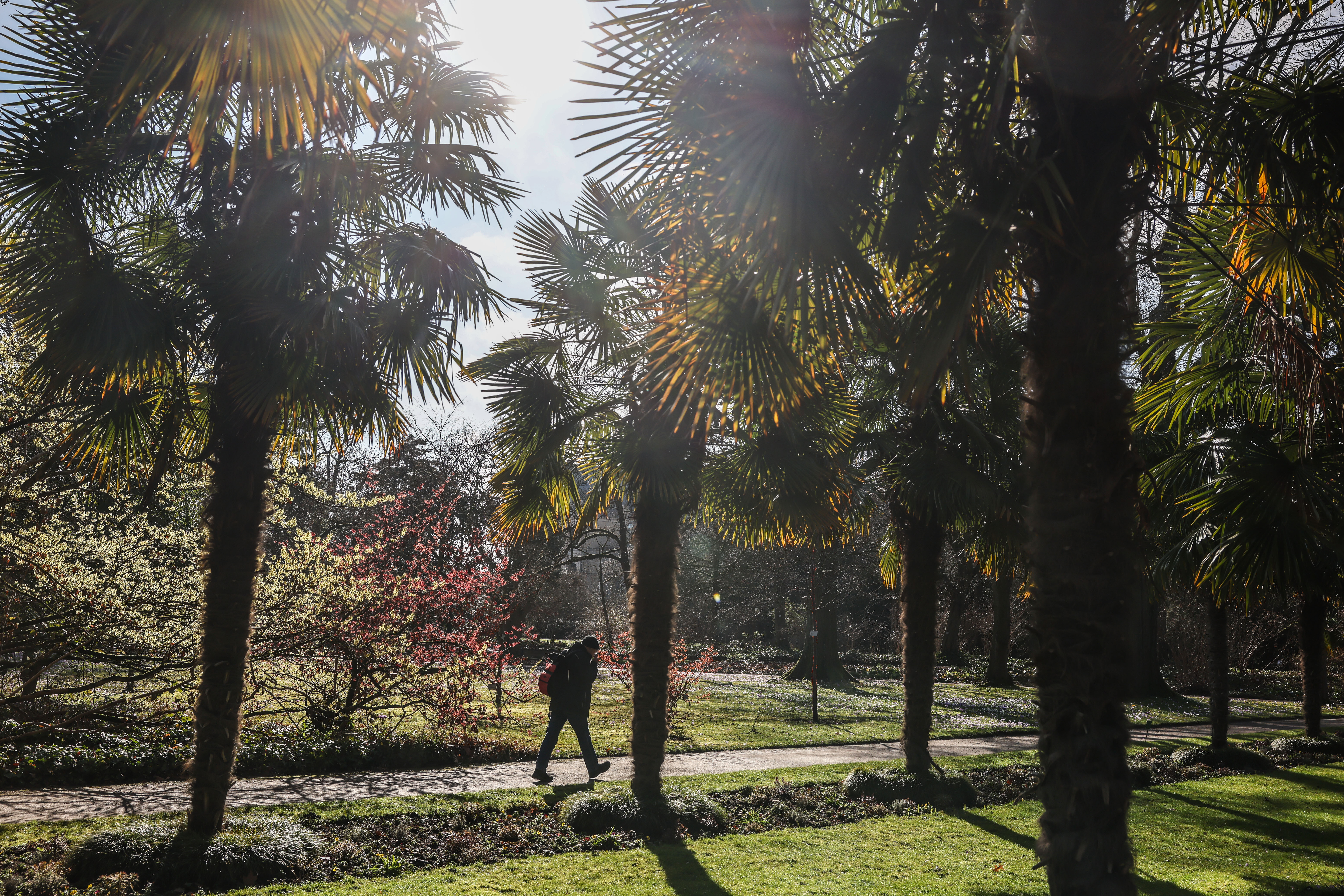 Sonnenbeschienenes Foto einer Alleenpromenade mit hohen Hanfpalmen; eine Person mit Rucksack geht auf einem Pfad durch den grünen Rasen; Nachmittagsstimmung mit Schatten und goldenem Sonnenlicht; im Vordergrund Büsche und unbepflanzte Beete