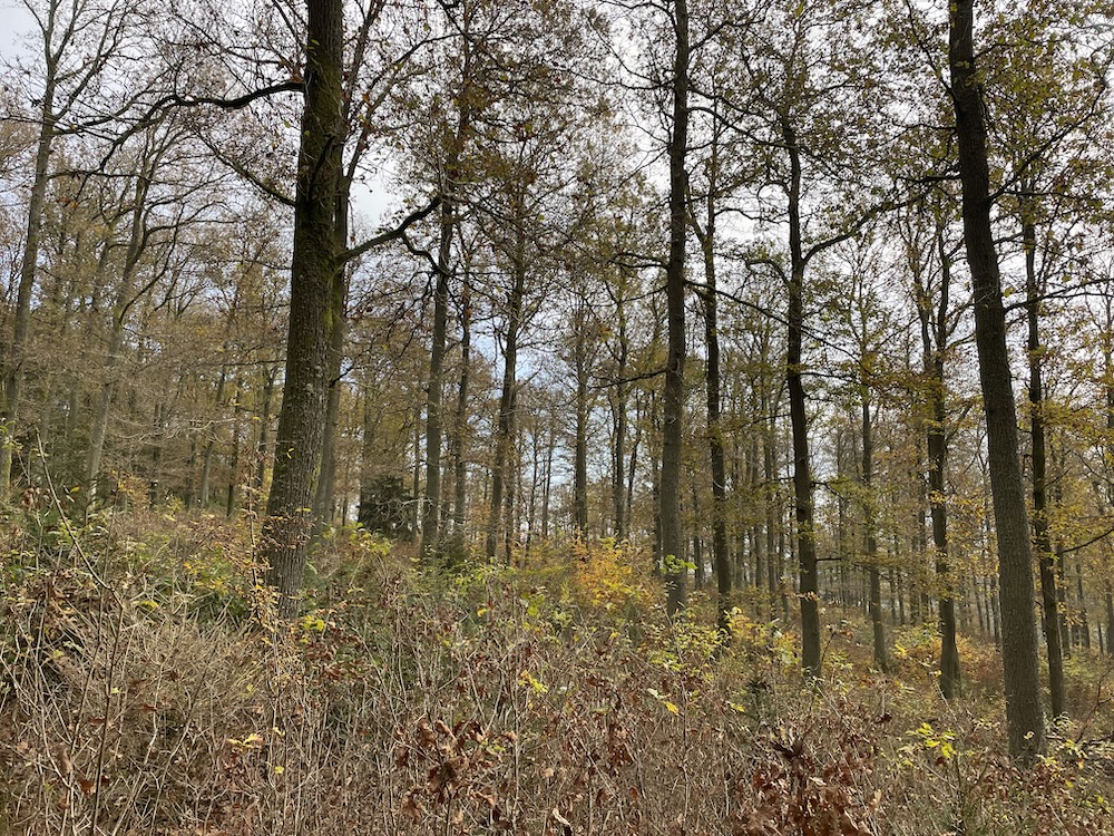 Herbstlicher Laubwald mit hohen, schlanken Bäumen und dichtem Unterwuchs aus jungen Sträuchern und kleinen Bäumen, einige Blätter gelb-grün-orange