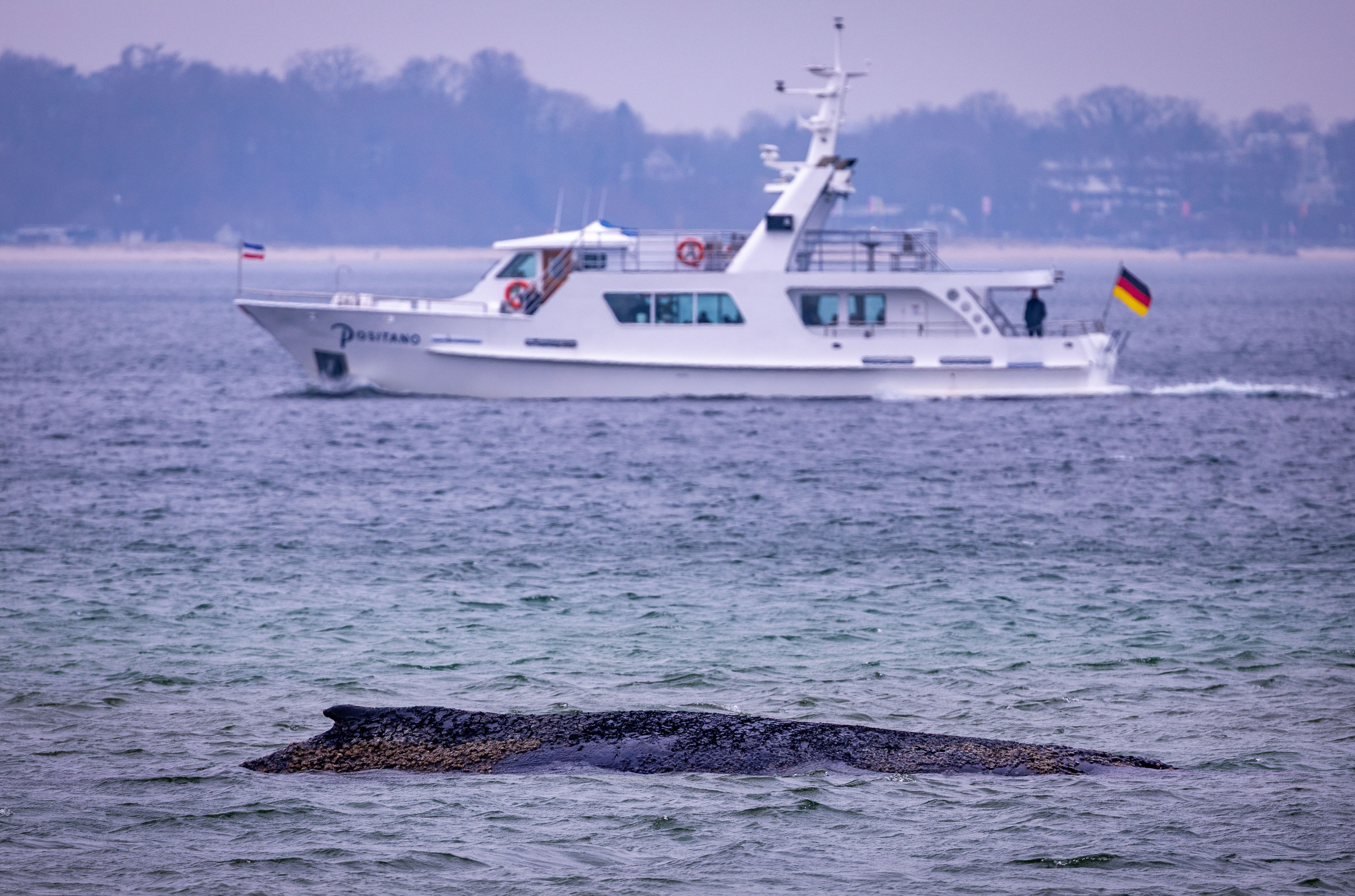 Ein Schiff fährt hinter dem an der Ostseeküste gestrandeter Buckelwal durch die Lübecker Bucht.