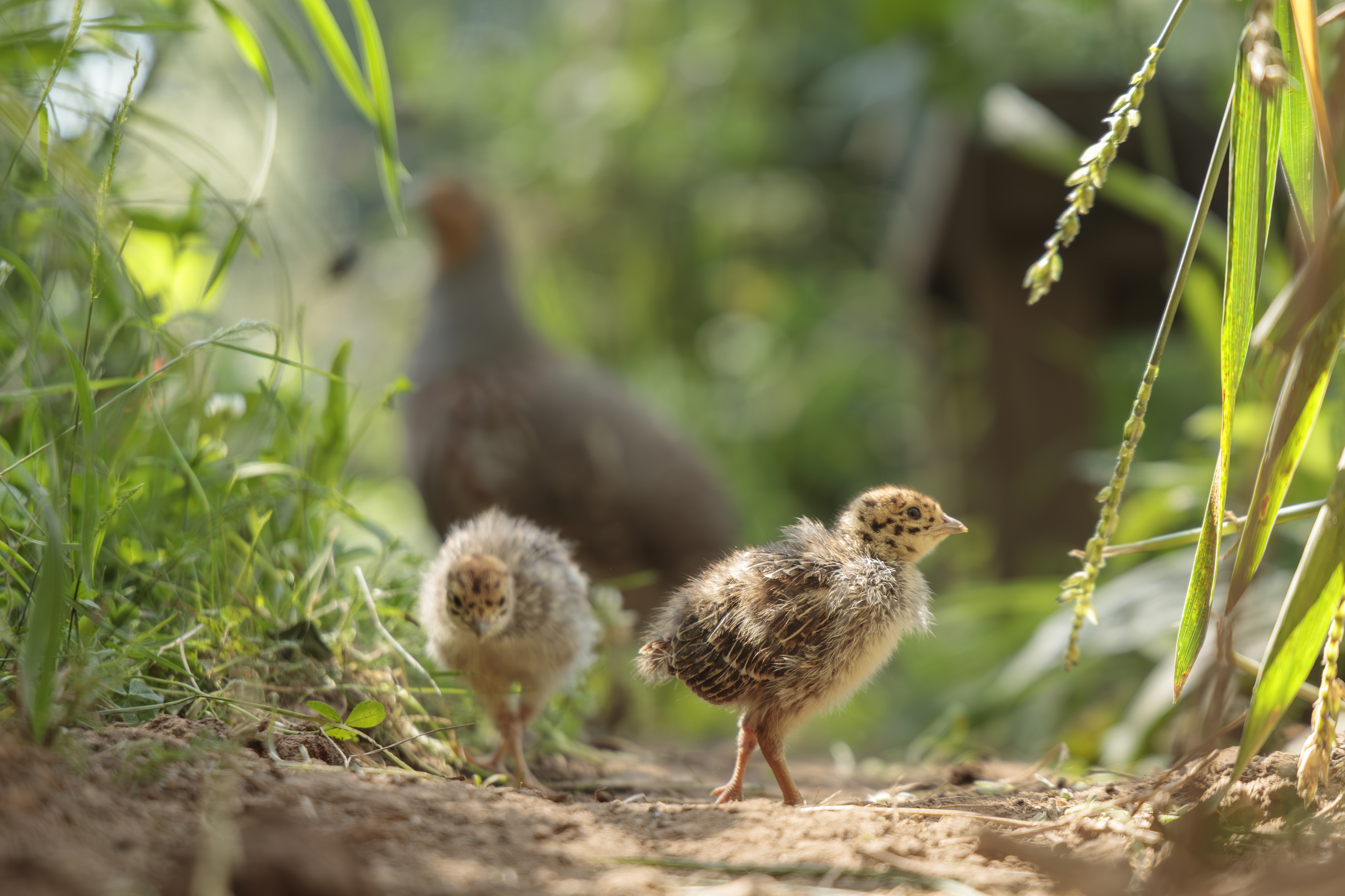 Zwei kleine Rebhuhn-Küken bewegen sich über ein Feld. Im Hintergrund sieht man unscharf ein ausgewachsenes Rebhuhn.