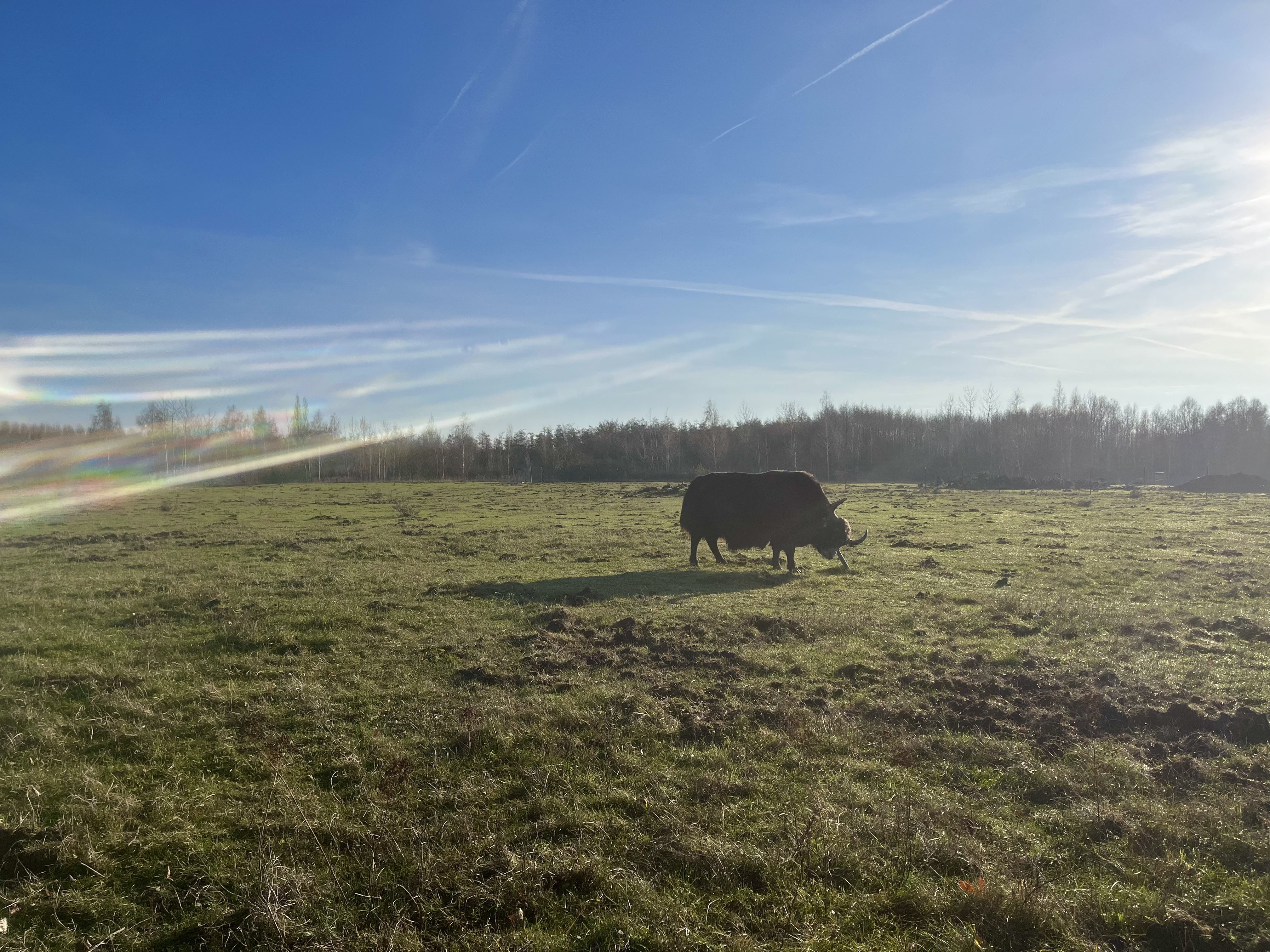Auf einer wilden Wiese steht ein einzelnes großes Weidetier, dass sich an einem Stock reibt.