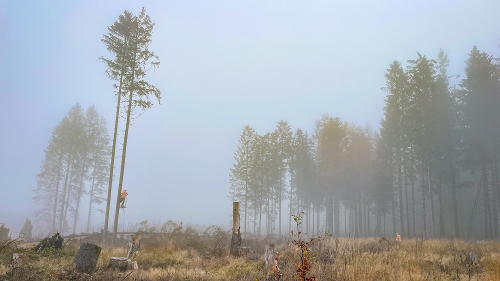 Nebliger Kahlschlag im Wald, ein Forstarbeiter erhöht an einem hohen, fast kahlen Baumstamm, im Hintergrund stehen vereinzelt weitere Bäume in dichtem Nebel.