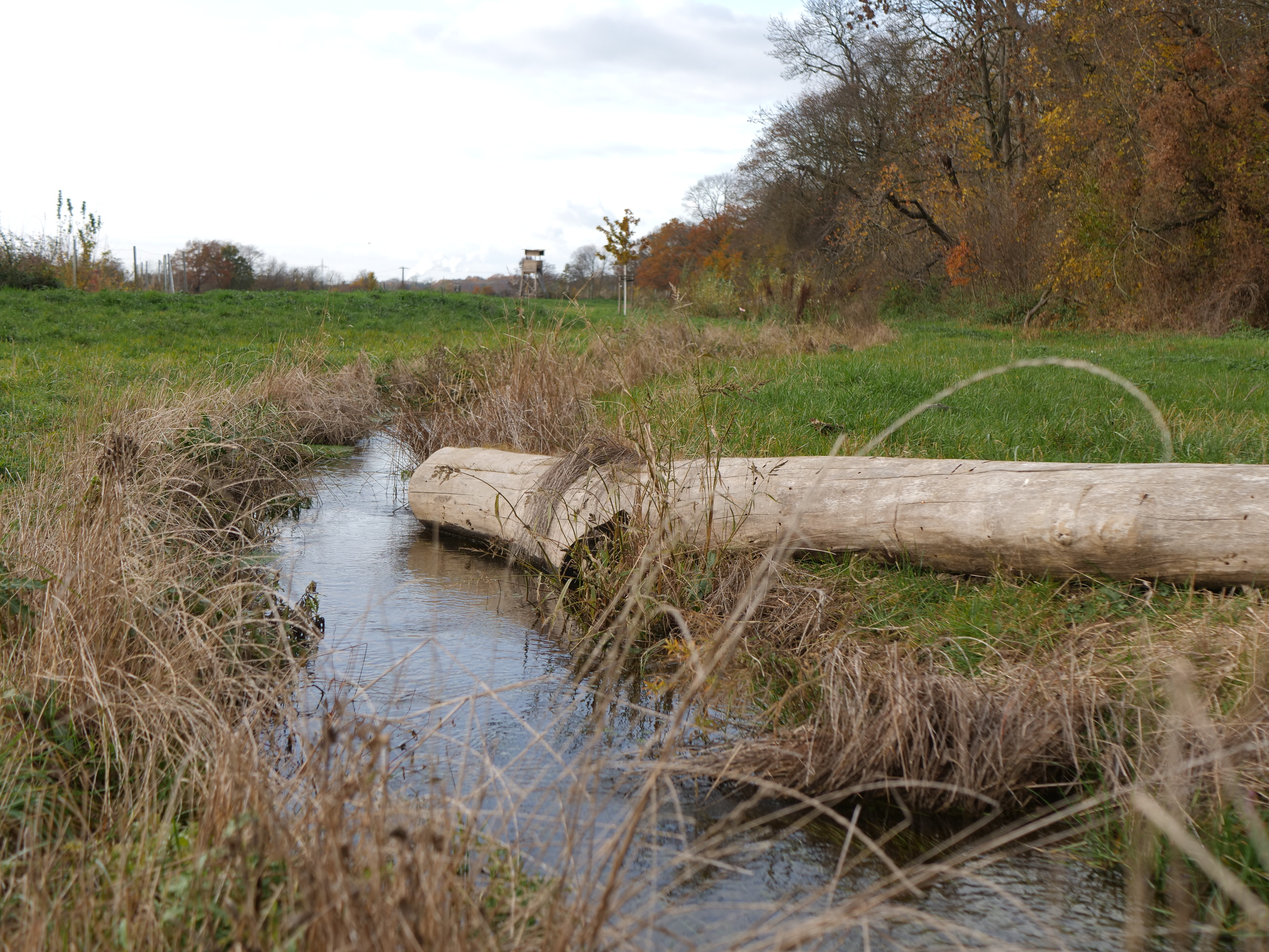 Ein Bach mäandert durch ein Feld. Am rechten Ufer liegt ein großes Stück Totholz. Auf der rechten Bildseite ist ein Wald zu sehen.