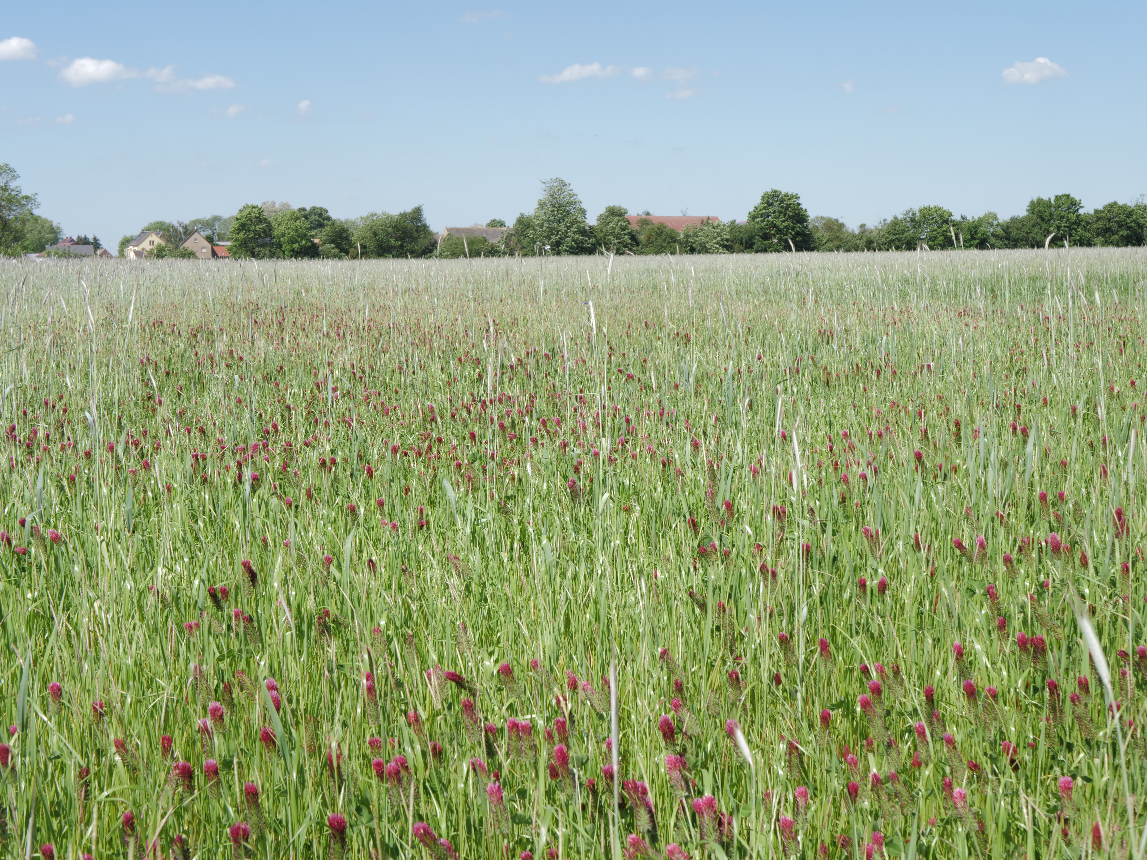 Ein Acker voller Getreidepflanzen und dazwischen rot blühender Inkarnatklee. Im Hintergrund einzelne Bäume und Gebäude.