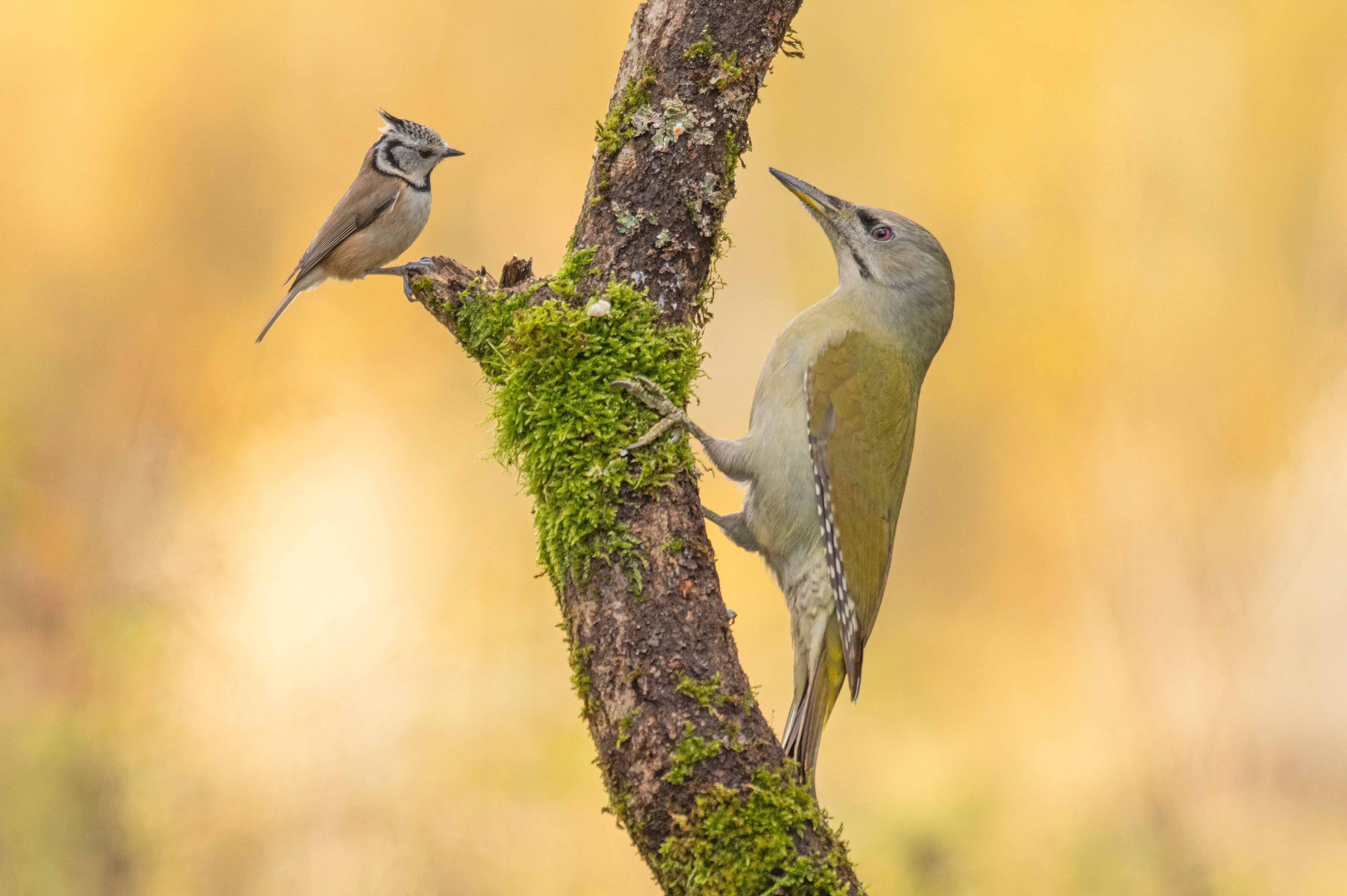 Grauspecht und Haubenmeise