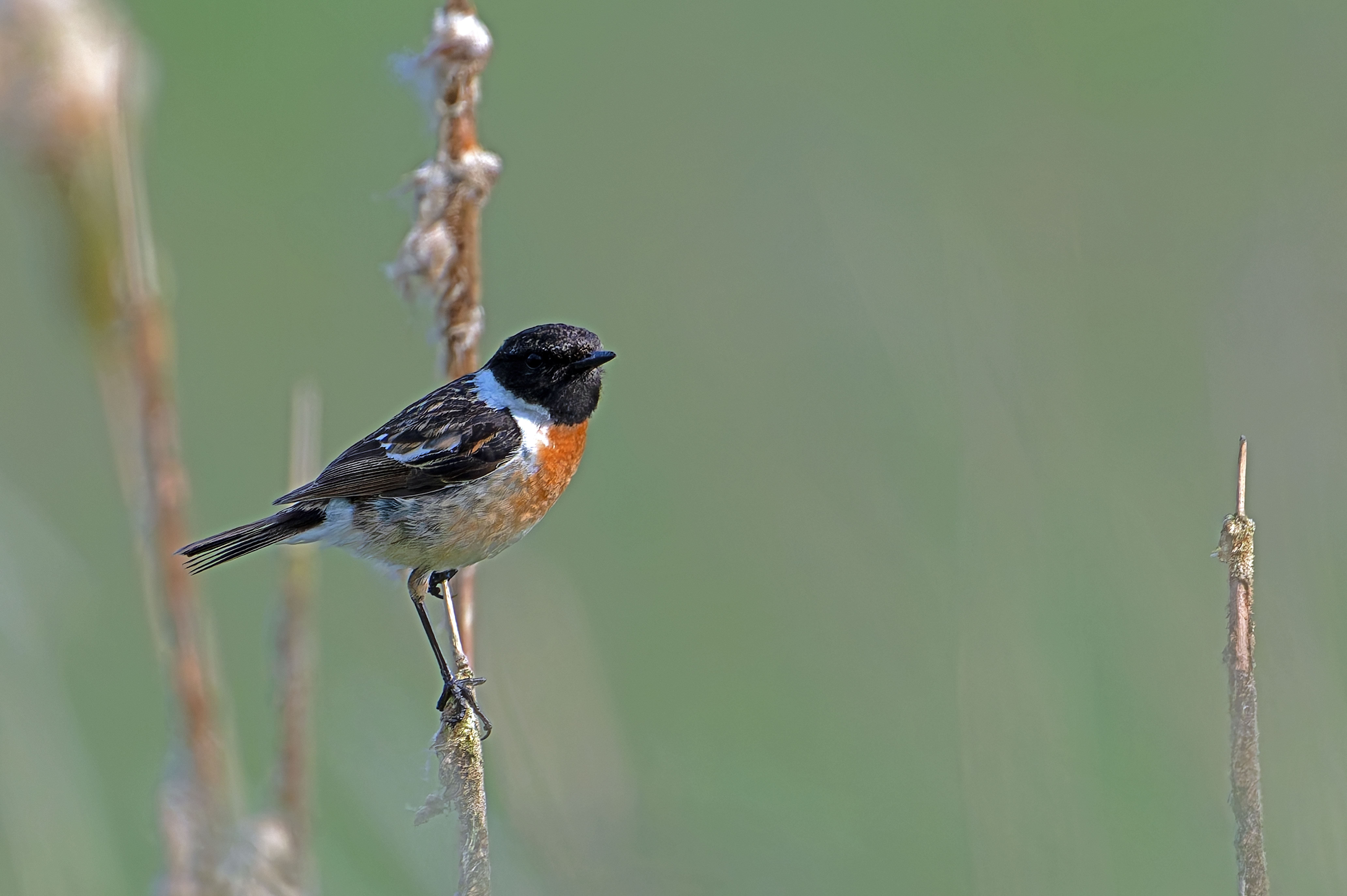 Schwarzkehlchen am Federsee