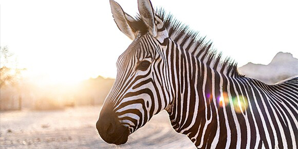 Das Zebra ist das weltweite Symbol für den Tag der Seltenen Erkrankungen, der seit dem Jahr 2008 am 28. bzw. 29. Februar begangen wird. Es bezieht sich auf eine alte Faustregel in der Medizin, die von Prof. Theodore Woodward geprägt wurde: "Wenn du Hufgetrappel hörst, denke an Pferde, nicht an Zebras". Man solle demnach bei Symptomen zuerst an häufige Ursachen (Pferde) denken und nicht seltene Erkrankungen (Zebras) vermuten. Dies sollte der effizienten Diagnosefindung dienen. Bei seltenen Erkrankungen sind es jedoch oft die "Zebras", die dadurch übersehen werden.