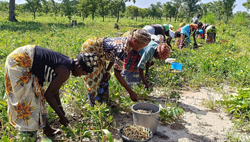 8 Frauen stehen gebückt auf dem Acker und ernten