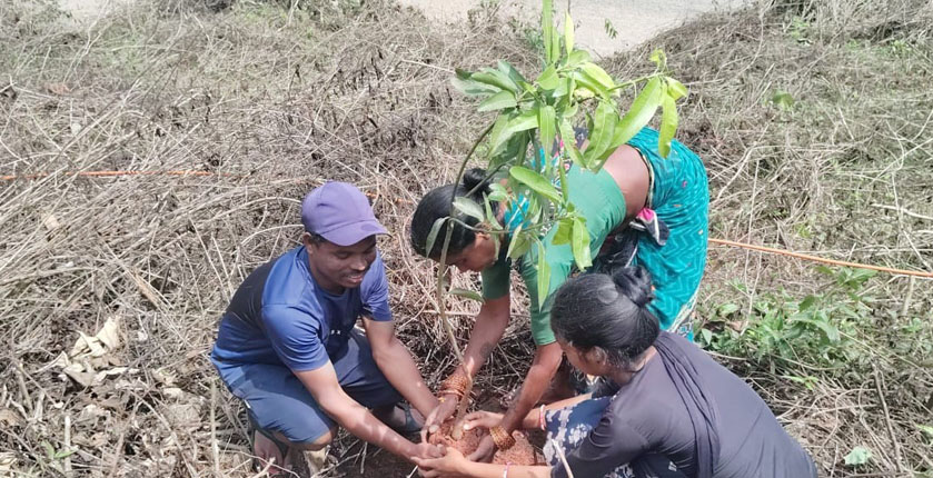 Drei indische Personen pflanzen einen Setzling in die Erde