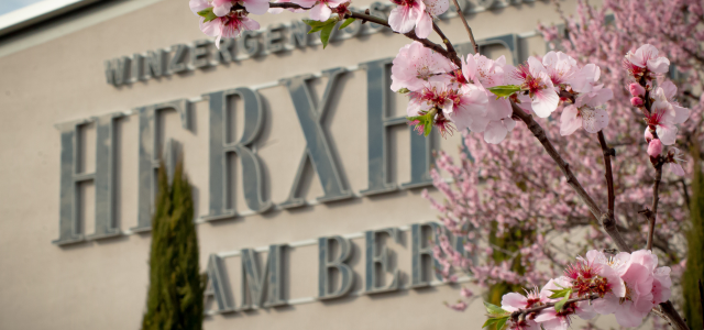 600 pixels wide image