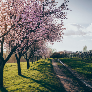 290 pixel image width