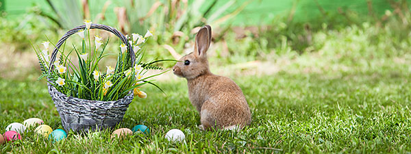 600 pixels wide image