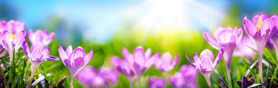 600 pixels wide image