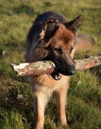 190 pixel image width