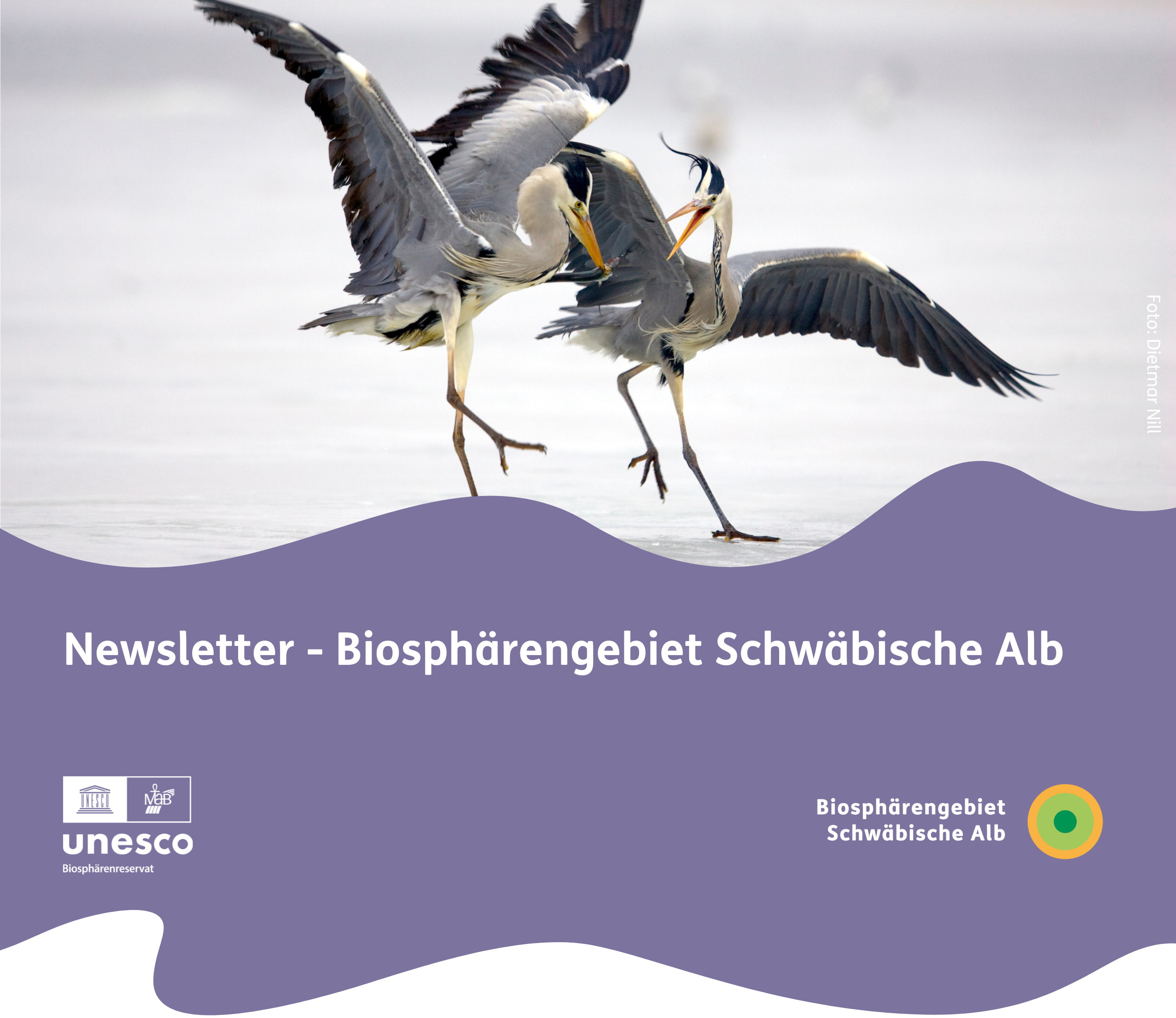 Tanzende Graureiher, Foto: Dietmar Nill