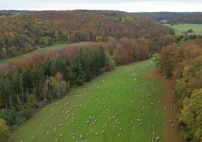 Wanderschäferei auf der Schwäbischen Alb