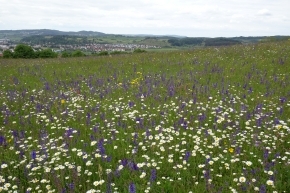 Artenreiche Blumenwiese auf der Alb