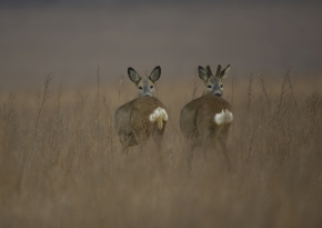 Zwei Rehe auf einer winterlichen Wiese