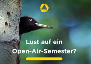 290 pixel image width