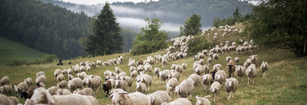 Schafherde auf der Wacholderheide